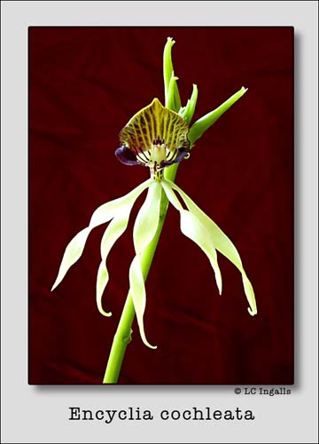 Encyclia-cochleata copy