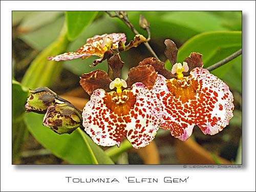Tolumnia-'Elfin-Gem'#182DF8